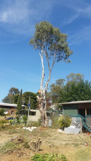 Belgrave Tree Services Pic 5