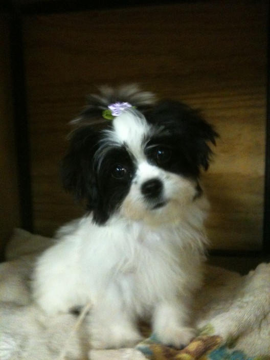 Monkey Business Dog Grooming and Clipping Pic 2 - one very cute baby