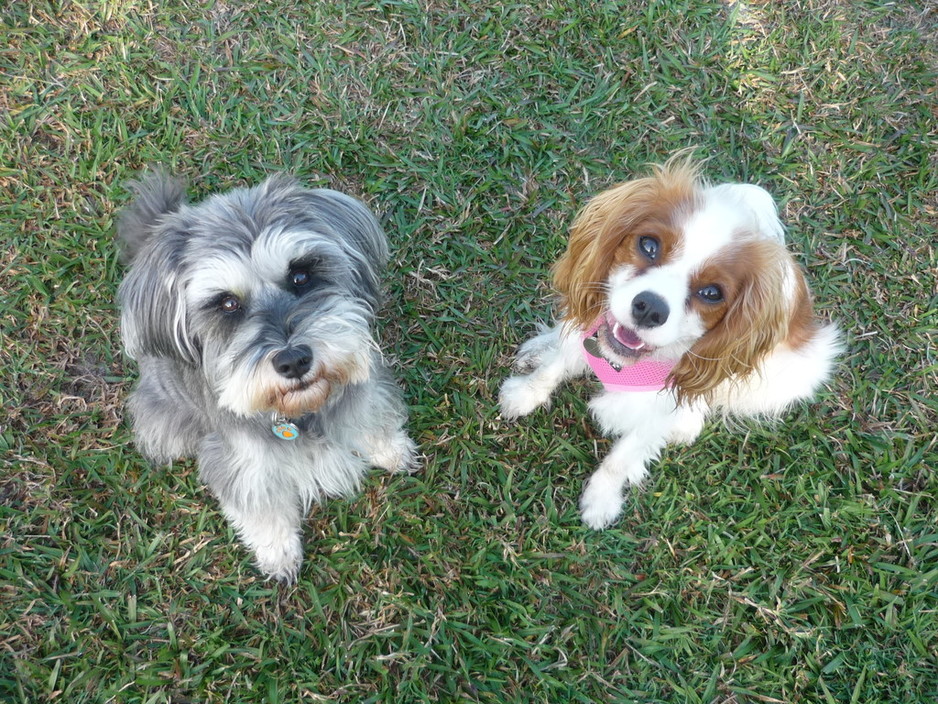 Wagging Tails Pet Care Pic 1 - Two of my regular clients enjoying the off lead dog park at Noosa