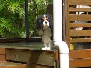 Wagging Tails Pet Care Pic 2 - Cleo a rather cute Cavalier King Charles Spaniel keeping a close eye on me