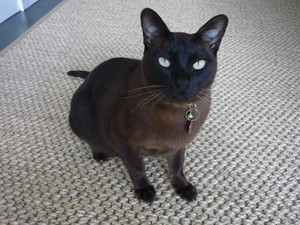 Wagging Tails Pet Care Pic 3 - Felix a very cheeky boy waiting for me to get him his dinner