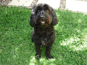 Wagging Tails Pet Care Pic 4 - Matilda enjoying some time in the garden after having a bath and clip