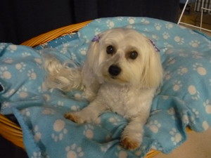 Wagging Tails Pet Care Pic 5 - Ruby having a rest in one of the salon beds after her bath and haircut