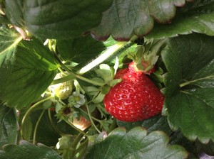 Beerenberg Pic 3 - Deep in the bushes at the end of the path lived a happy strawberry Til we ate him