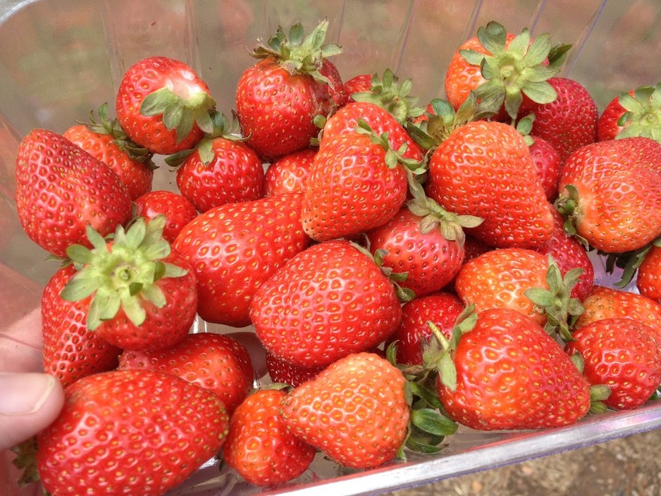 Beerenberg Pic 1 - Whats red juicy tasty weighs 650 grams This punnet of strawberries of course