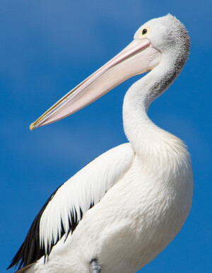 Kalbarri Wilderness Cruises Pic 4 - Australian Pelicans Kalbarri Wilderness Cruises