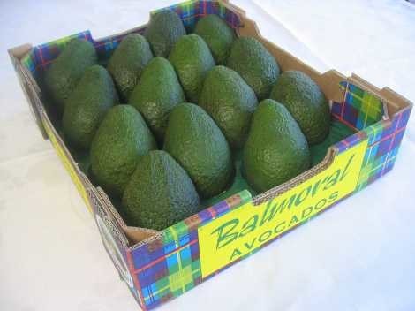 Balmoral Avocados Pic 1