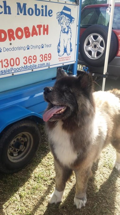 Aussie Pooch Mobile Dog Wash Buderim Pic 1 - Koda loves his dog wash