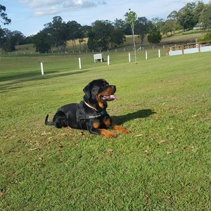 Aussie Pooch Mobile Dog Wash Buderim Pic 2 - Diesel waiting for his bath