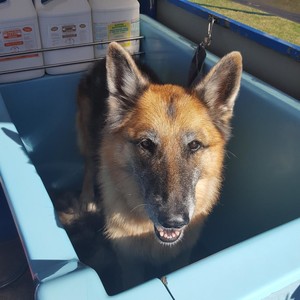 Aussie Pooch Mobile Dog Wash Buderim Pic 3 - Eadie is a sweet girl who loves to be groomed