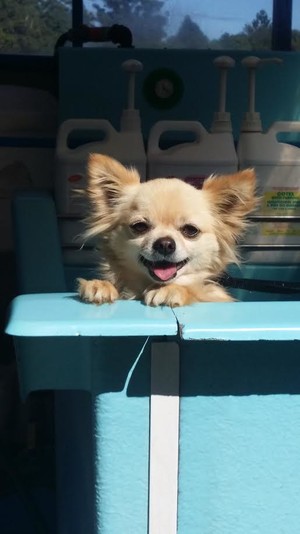 Aussie Pooch Mobile Dog Wash Buderim Pic 4 - Louie being cheeky again