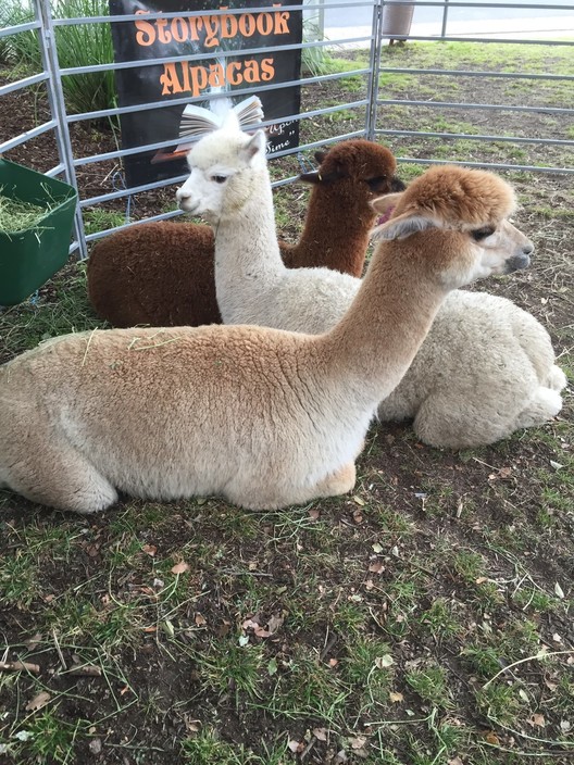 Storybook Alpacas Pic 1 - Just Chilling Storybook Alpacas out at the Picton Creative Markets