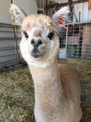 Storybook Alpacas Pic 2 - Sophie what a cutie