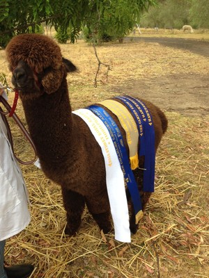 Storybook Alpacas Pic 3 - A Young Miss Thoira and her ribbons