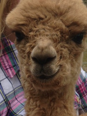 Storybook Alpacas Pic 4 - Storybook Leonardo DaVinci hours old