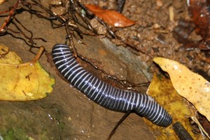 WONDERFUL WORM WASTE Pic 4 - Photo by VPower 2007 We also learn about our native worms too There so many of them