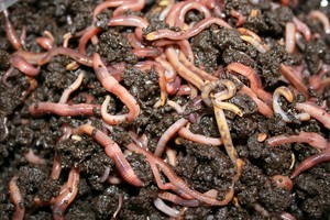 WONDERFUL WORM WASTE Pic 2 - Wow you even get to make your very own mini worm farm to take home too