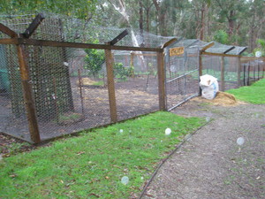 I B Maintenance Service Pic 4 - Fox Proof Chook Pen