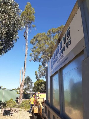 Aaron's Tree Lopping Pic 2 - Aarons Tree Lopping Perth Tree Lopper Tree Removal wwwaaronstreeloppingcomau