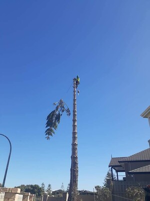 Aaron's Tree Lopping Pic 3 - Aarons Tree Lopping Perth Tree Lopper Palm tree cleans wwwaaronstreeloppingcomau