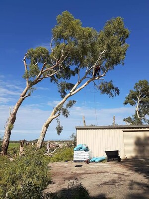 Aaron's Tree Lopping Pic 4 - Aarons Tree Lopping Perth Tree Lopper Gutter clearance wwwaaronstreeloppingcomau