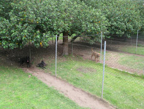 Redgum Kennels & Cattery Pic 1 - Large Exercise Yards