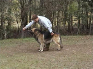 Redgum Kennels & Cattery Pic 5 - Training