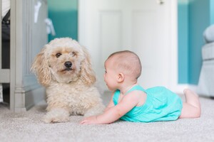 Micks Carpet Cleaning Melbourne Pic 2