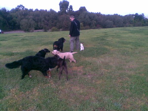 Dog Walkers Melbourne Pic 5 - Dog socialisation