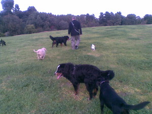 Dog Walkers Melbourne Pic 4 - Off lead walks