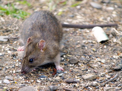 Noah's Ark Pest Control Pic 1 - Mouse control