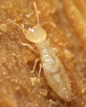 Noah's Ark Pest Control Pic 5 - Termite control