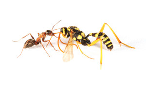 Noah's Ark Pest Control Pic 2 - Wasp control