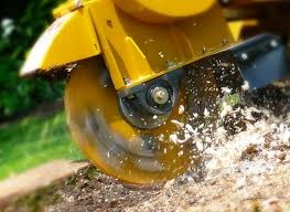 Adelaide Stump Grinders Pic 2 - Stump Removal In Action