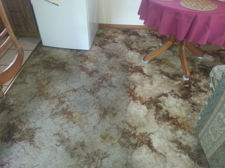 McArdles Carpet Cleaning Services Pic 2 - McArdles Carpet Cleaning Services Our Central Coast team service Gosford Bateau Bay Terrigal Avoca Beach Erina Woy Woy The Entrance Tumbi Umbi httpwwwmcardlescoma