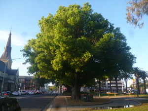 Parramatta Park Pic 5