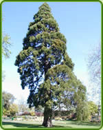 Star Tree Services Pic 3