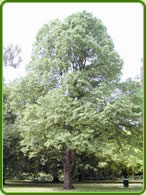 Star Tree Services Pic 5