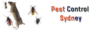 Ezy Clean Pest Pic 2 - Pest Control Sydney Looking for local pest control experts in Sydney Simply give us a call 1800 441 506 and get reliable pest control services in Sydney