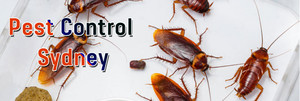 Ezy Clean Pest Pic 3 - Pest Control Sydney Looking for local pest control experts in Sydney Simply give us a call 1800 441 506 and get reliable pest control services in Sydney