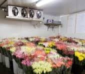 D.R. Refrigeration & Airconditioning Pic 3 - Florist style Coolroom