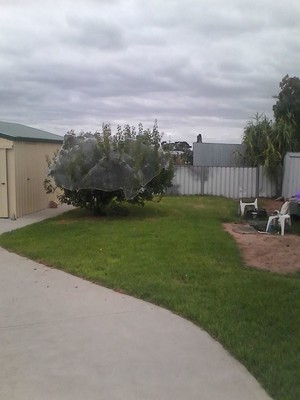 Best N Fairest House and Garden Maintenance Australia Pic 2