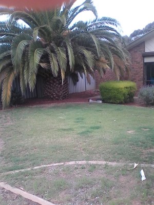 Best N Fairest House and Garden Maintenance Australia Pic 5