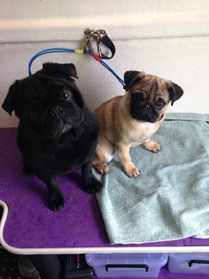 Ballarat Mobile Dog Wash Clipping & Grooming Pic 4 - Jonny Mason Happy Pugs