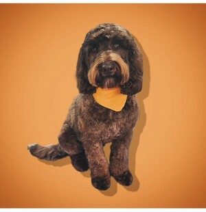 The Whistler Dog Grooming Pic 4