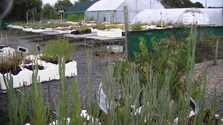 Carrum Indigenous Nursery Pic 1 - CIN is your place for plants native to the sandbelt area of Melbourne