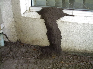 Essential Pest & Termite Control Pic 5 - Huge Termite leed entering building