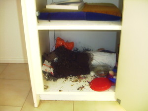 Essential Pest & Termite Control Pic 2 - Termite Nest was found inside laundry cupboard