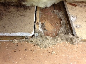 Essential Pest & Termite Control Pic 4 - What you would find in a roof with activity to window sill skirtings