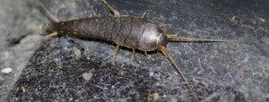 Silverfish Pest Control Perth Pic 2